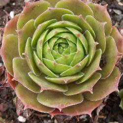 Sempervivum - Dachwurz - Hauswurz